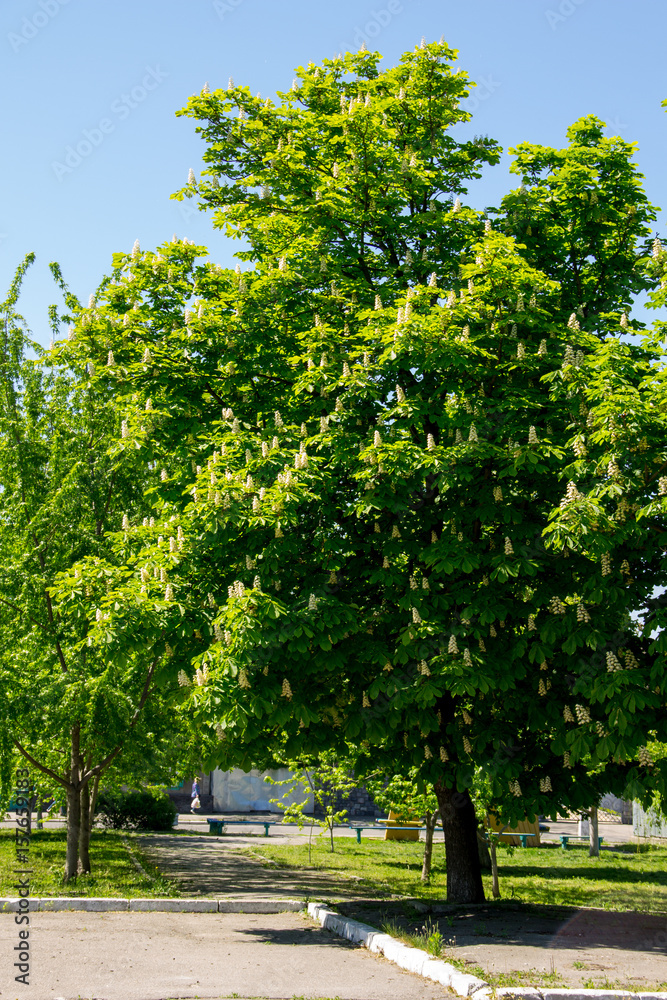 Blossoming chestnut tree (Aesculus hippocastanum) in park Blossoming chestnut tree (Aesculus hippocastanum) in park