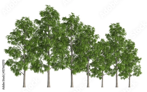 Trees in a row isolated on white 3d illustration © vik173