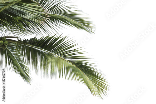 coconut in isolate white background