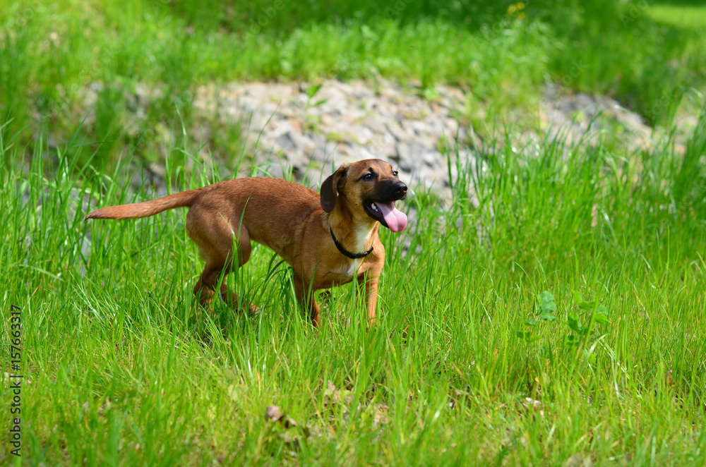 Dog in green grass side view. Young dog with open mouth running on the lawn