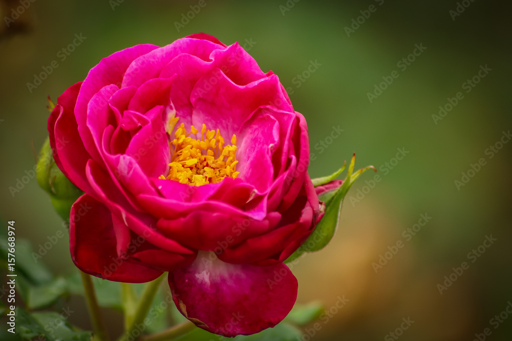 Rose by Any Other Name Rose by Any Other Name