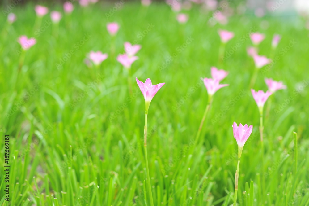 Fototapeta premium pink flower Crocus on the meadow