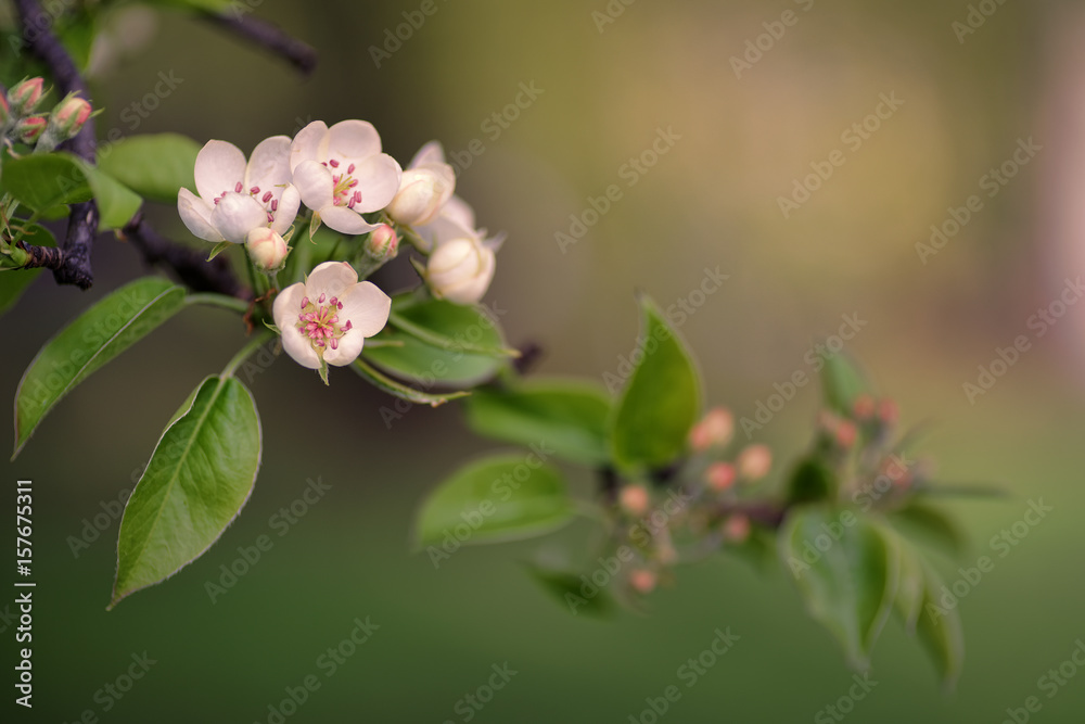 Fototapeta premium Pear