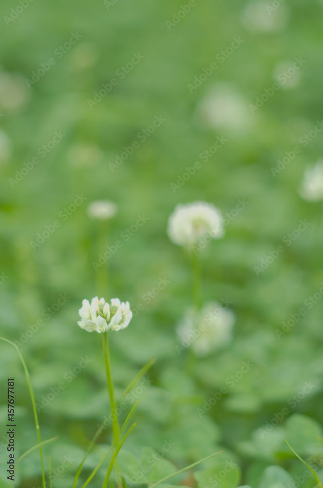 white clover シロツメグサ