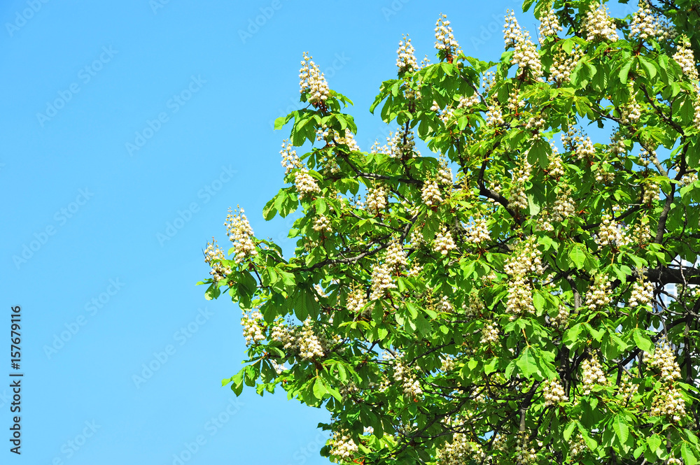Spring blossoming chestnut (Castanea sativa) flower Spring blossoming chestnut (Castanea sativa) flower