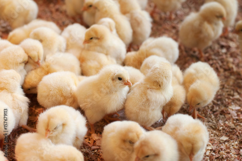 Vászonkép Large group of newly hatched chicks