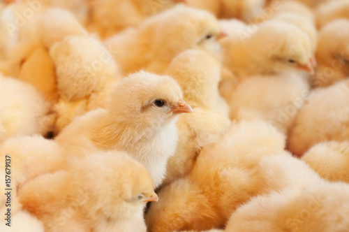 Foto Young baby chicks
