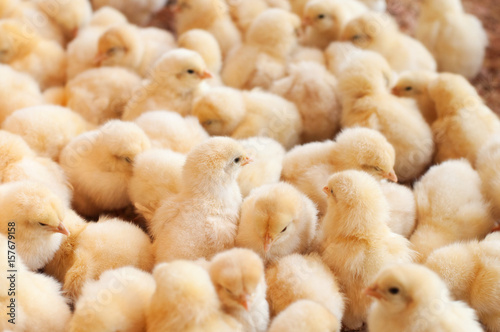 Fotografia Large group of baby chicks