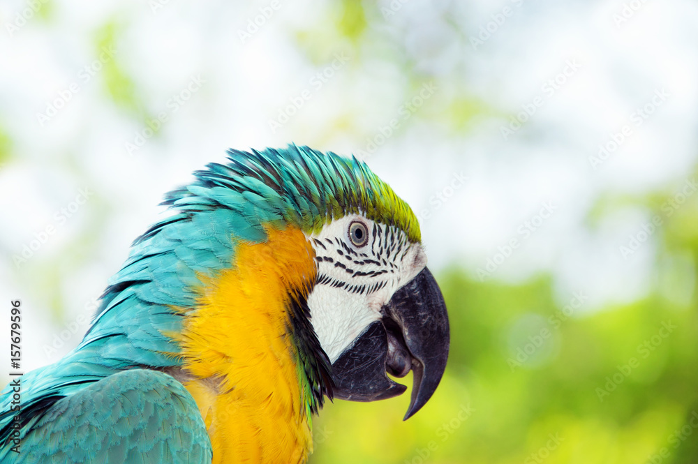 Obraz premium Blue and yellow macaw