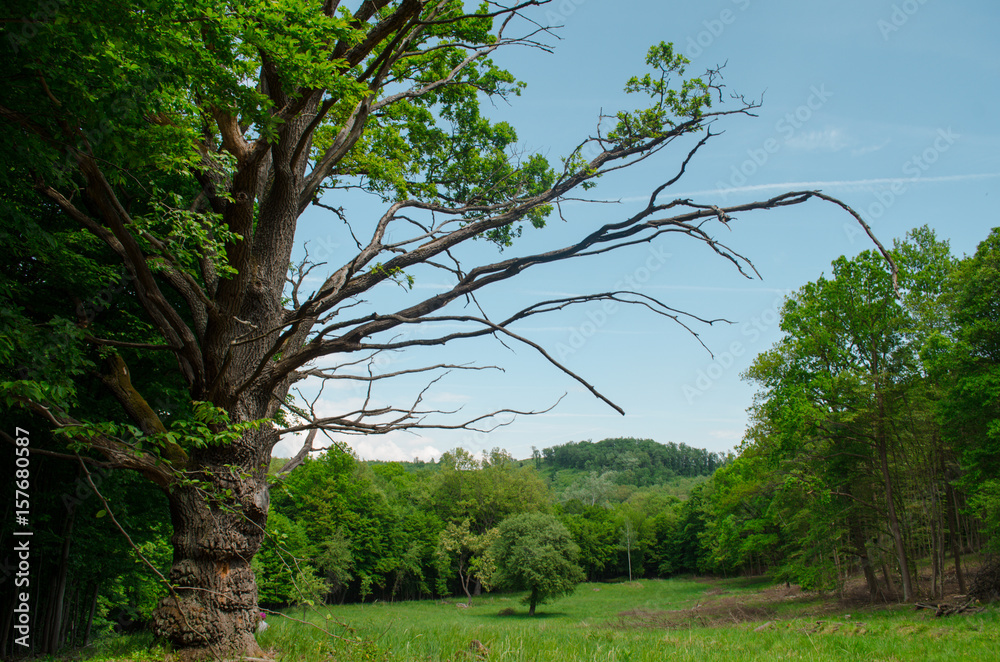 Fototapeta premium beauty of nature
