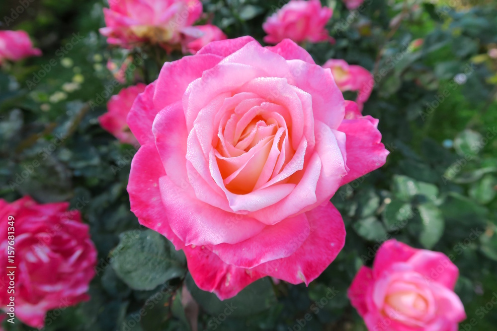 very pink but beautiful rose, royal garden very pink but beautiful rose, royal garden