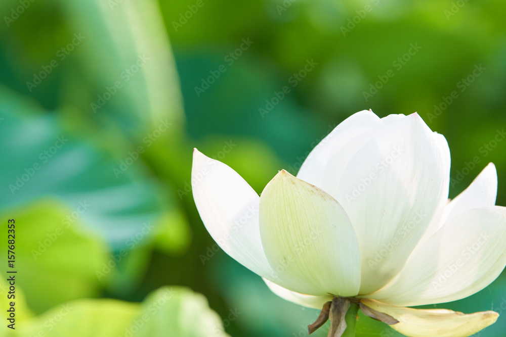 蓮の花 一輪 蓮の花 一輪