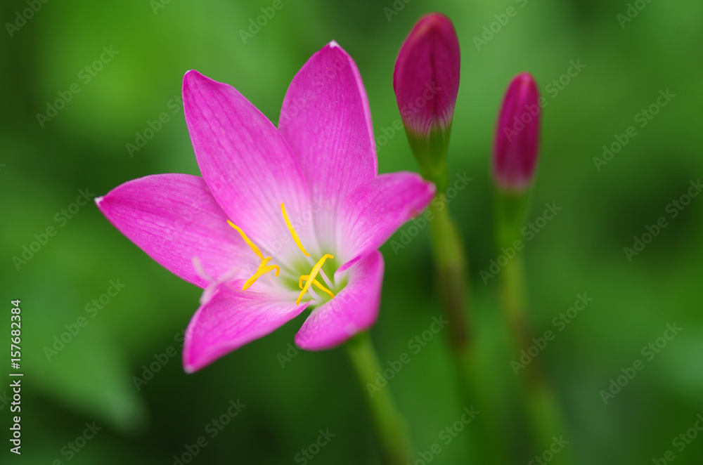 Close up of Zephyranthes Lily or Rain Lily