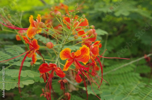 オウゴチョウ（ヒメホウオウボク）の花