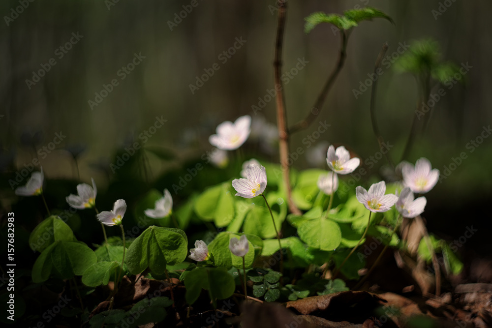oxalis oxalis