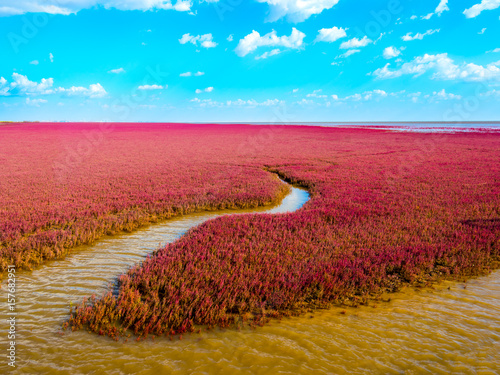 The Red Beach, located in the Liaohe Delta some 30km south west of Panjin City, Liaoning, China.