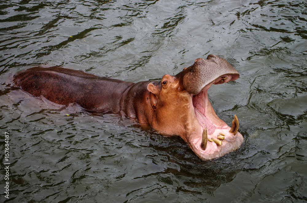 Fototapeta premium Hippopotamus at Khao Kheow Open Zoo, Thailand