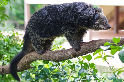 Binturong or Bearcat on tree branch