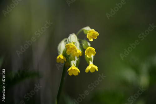 primula veris