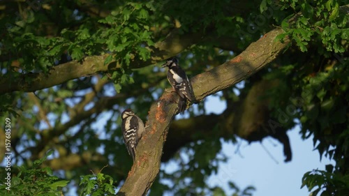 wildlife birds - lesser spotted woodpecker feeding: Staffordshire, England: May 2017