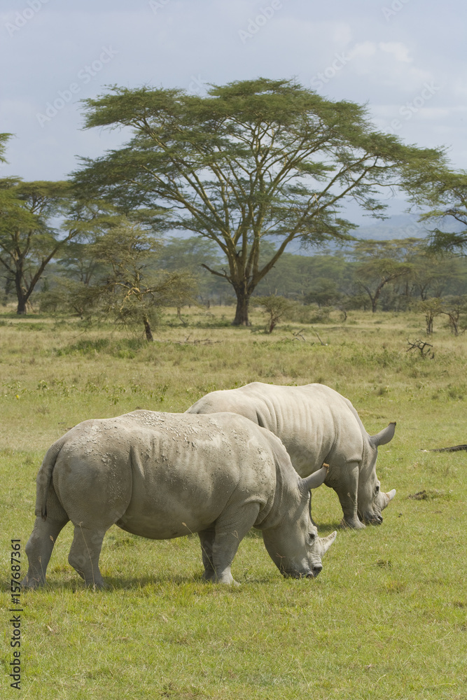 Naklejka premium White Rhinoceros