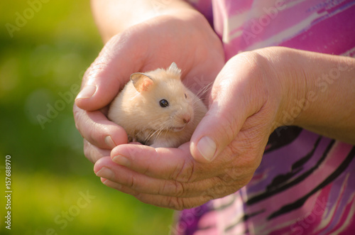 cute hamster in my arms