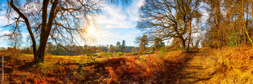 Fototapeta premium Landschaft im Herbst mit Bäumen und Sonne