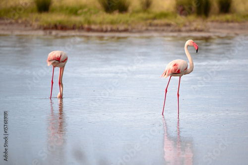 Group of flamingos eating in the lagoon