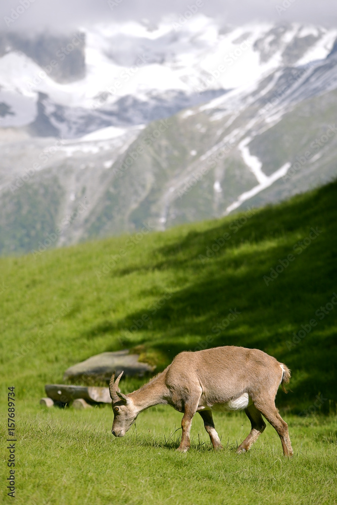 Profile female Alpine ibex (Capra ibex) in the mountains of the Alps from around chamonix-Mont-blanc in France