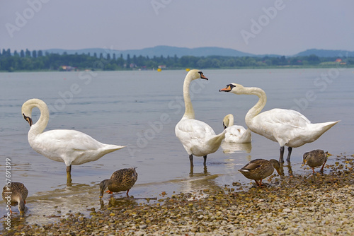 Mute swans  Cygnus olor  and ducks on the edge of lake