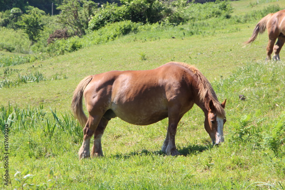 Obraz premium Cheval Trait Breton au pré