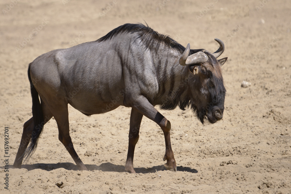 Blue wildebeest (Connochaetes taurinus) walking on sandy ground seen from profile Blue wildebeest (Connochaetes taurinus) walking on sandy ground seen from profile