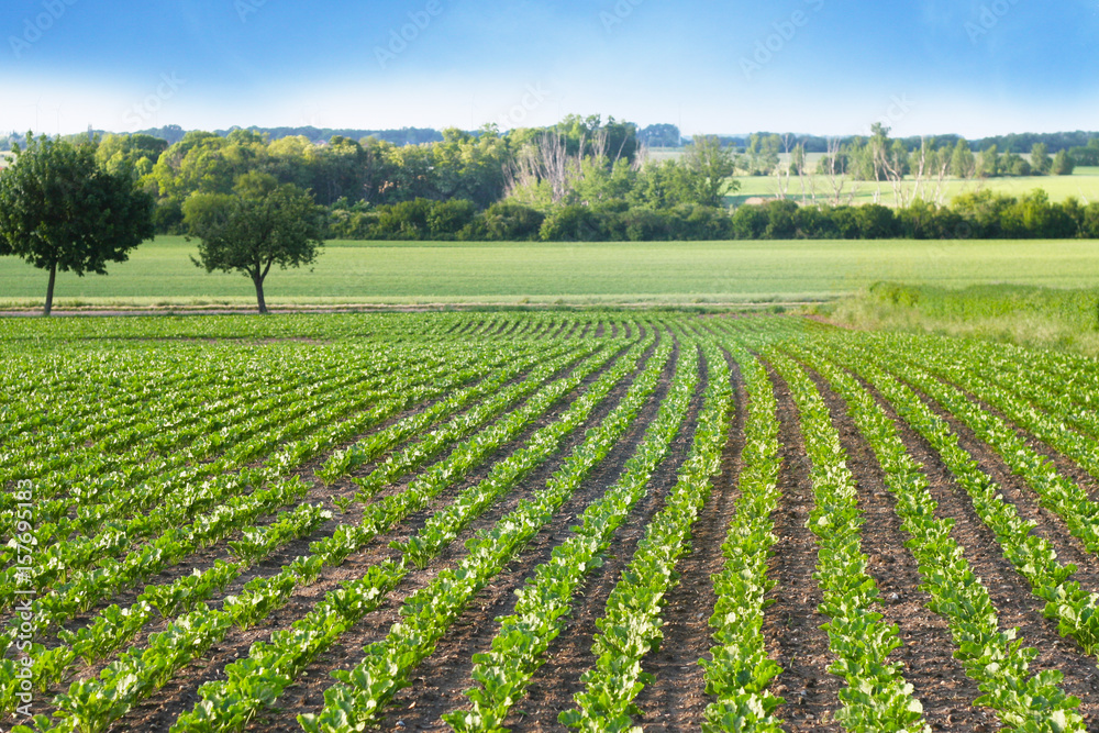 Anbau von Rüben in Reihe auf dem Acker im Mai. Landwirtschaft in Sachsen Anhalt, Felder in Mitteldeutschland, Rübenacker