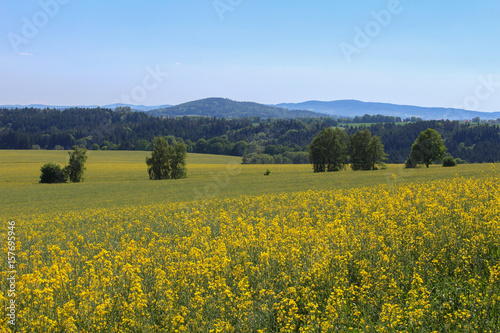 Field of brassica napus with trees. Czech landscape in background