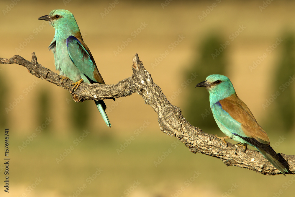 Obraz premium European Roller. Coracias garrulus