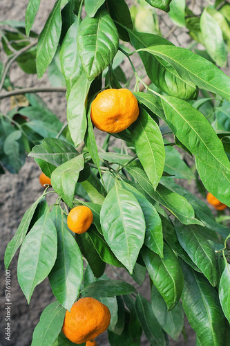 Ripe tangerines on a mandarin tree.