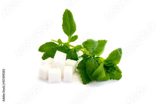 Stevia steviapflanze Würfelzucker zuckerwürfel isoliert freigestellt auf weißen Hintergrund, Freisteller
 photo