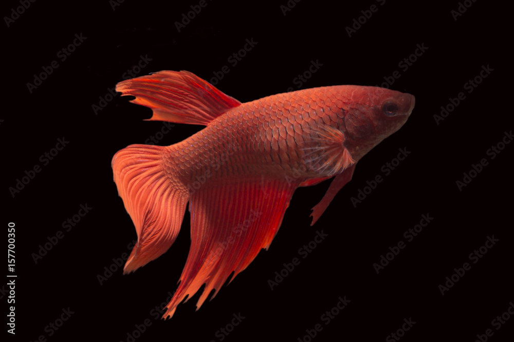 Fighting Fish Fighting Fish