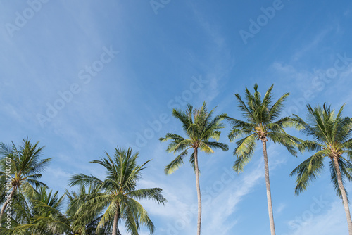 coconut palm tree on the beach of thailand  coconut tree with blur sky on the beach for summer concept background.