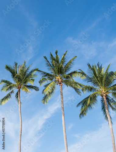 coconut palm tree on the beach of thailand  coconut tree with blur sky on the beach for summer concept background.