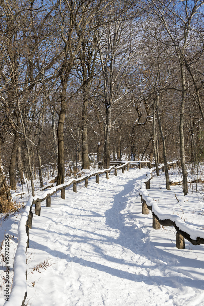 An empty trail curves into the distance in a scenic morning view of the woods of Central Park after a snow storm in New York City