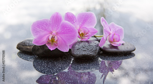Three pink orchids and black stones close up.