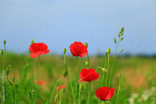 red poppy flowers