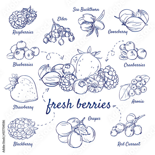 Doodle set of fresh berries - Raspberries, Elder, Buckthorn, Gooseberry, Cranberries, Aronia, Red Currant, Grapes, Blackberry, Strawberry, Blueberries, hand-drawn. Vector sketch illustration isolated.