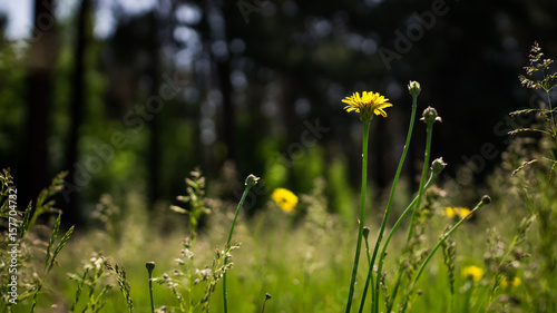 Yellow dandelions close-up. Spring sunny background, wallpapers. photo