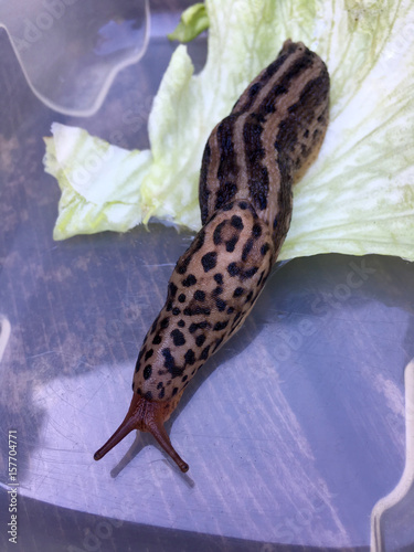 Großer ausgewachsener Tigerschnegel (Limax maximus) photo