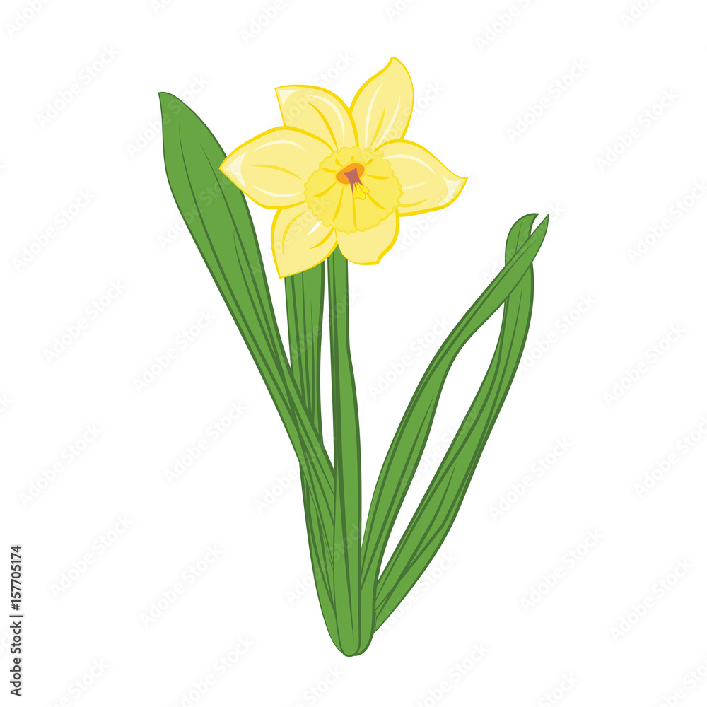 Yellow narcissus flowers with green leaves. Isolated on white. Vector illustration