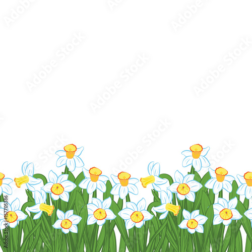 Postcard of green grass with small blue narcissus flowers isolated on white. Vector illustration