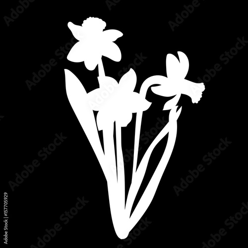 Three hand drawn narcissus flowers. Elegant vintage card. Black and white silhouette. Vector illustration.