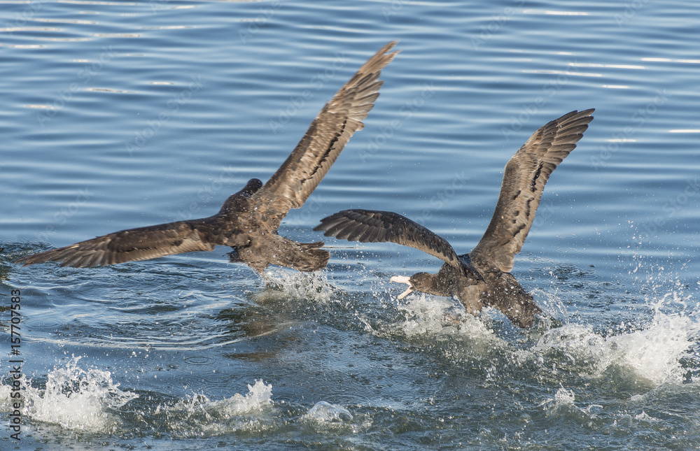 Fototapeta premium Northern giant petrels in Beagle channel, Patagonia, Argentina